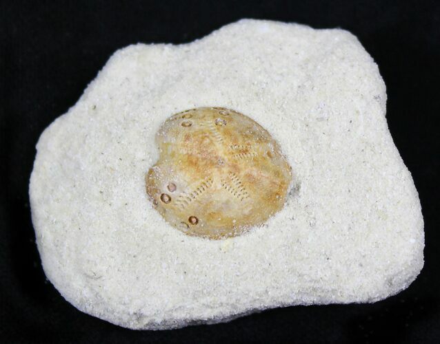 Lovenia Sea Urchin Fossil - Beaumaris, Australia #22166